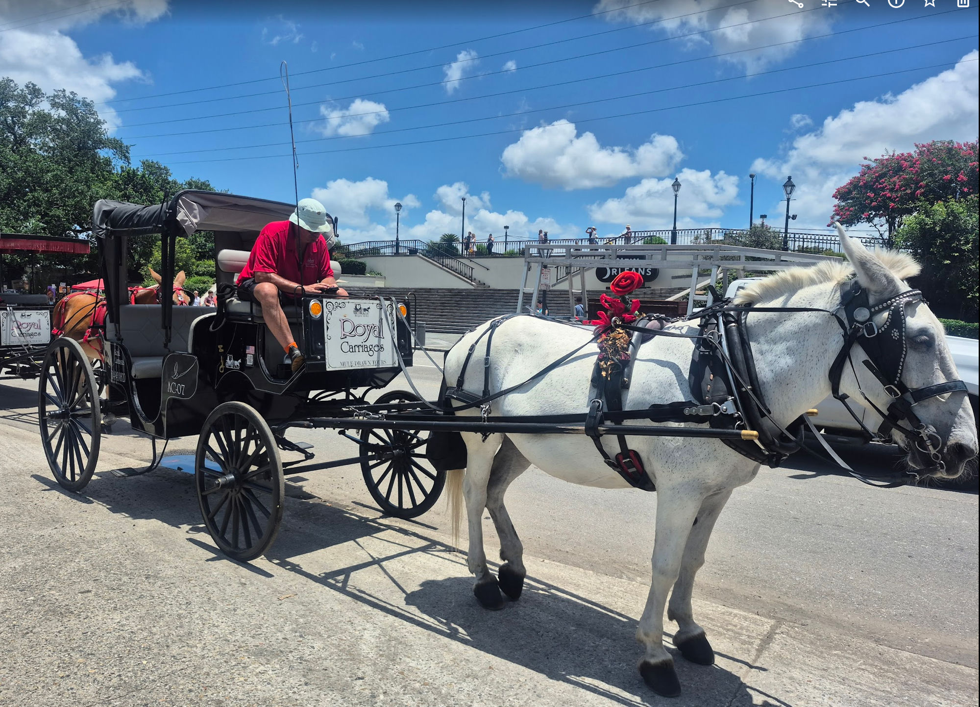 A white mule pulling a Royal Carriages tour buggy near Jackson Square in the New Orleans French Quarter, under a bright blue sky