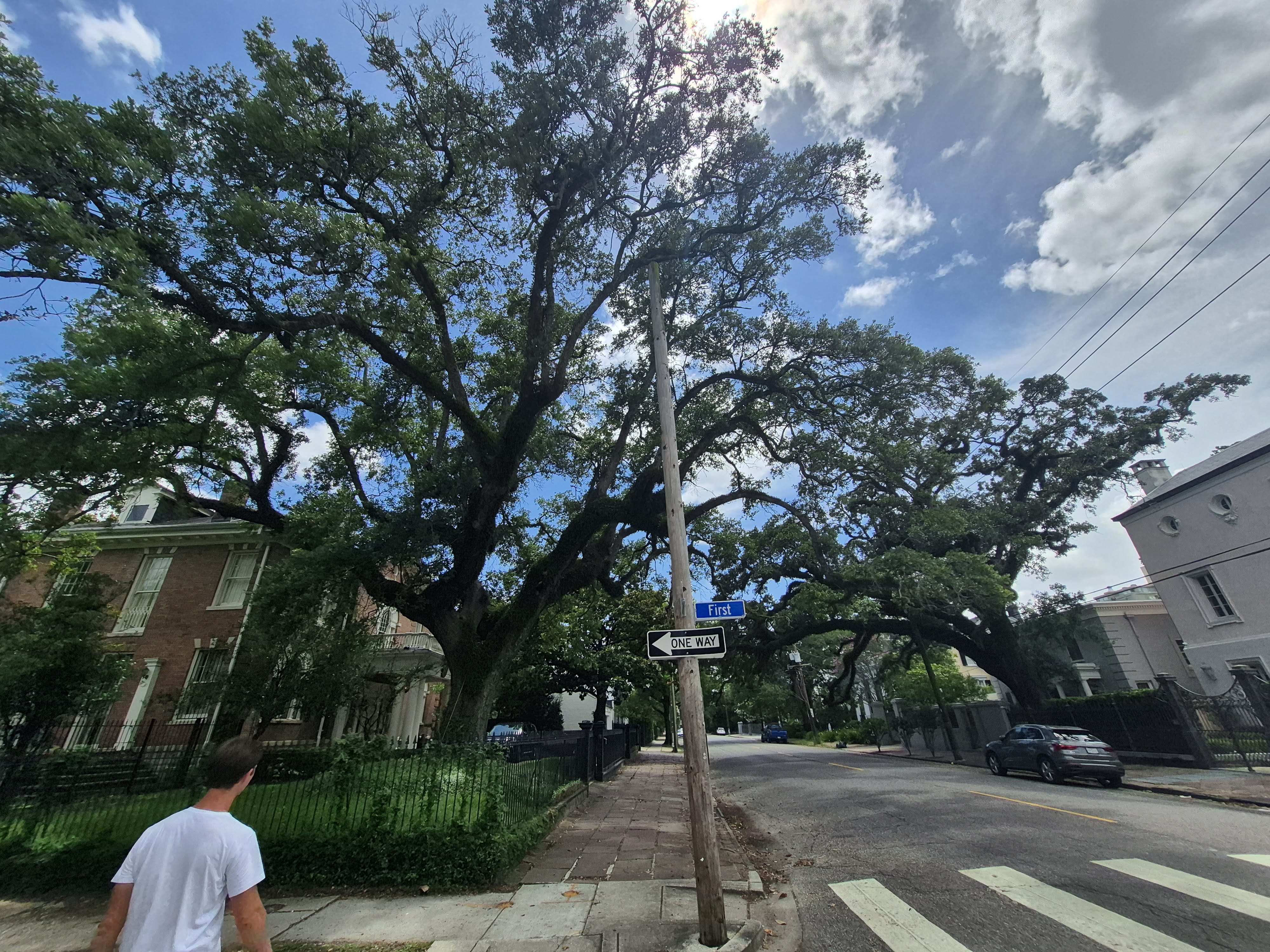 A huge spreading live oak arching over the corner of First Street in the Garden District of New Orleans, grand houses on either side under a blue sky